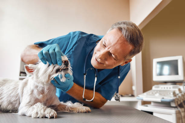 Best Emergency Dentist for Knocked-Out Tooth in Calumet, PA